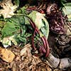 how to make compost