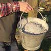 Wood-Ash-For-Garden