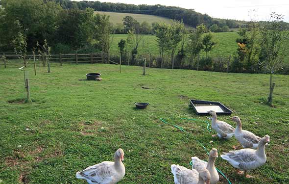 Apple trees