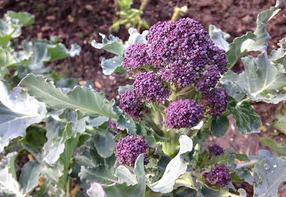 purple sprouting broccoli