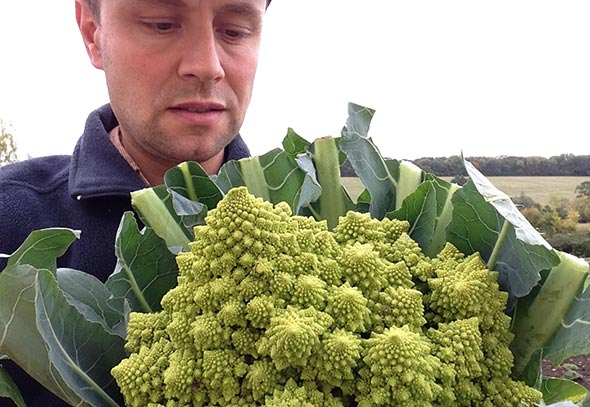 Romanesco Broccoli