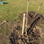 planting fruit tree