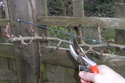 pruning pear tree