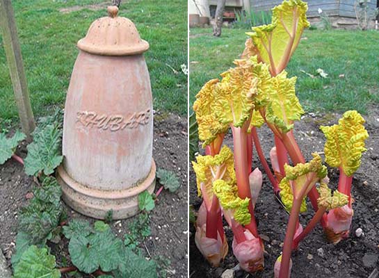 Forced Rhubarb