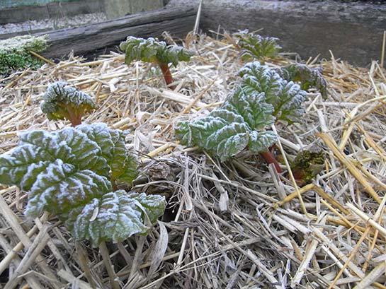 early-rhubarb