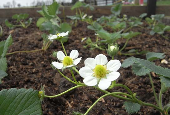 strawberry bed