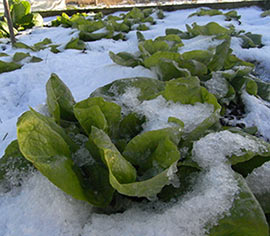 Arctic King Lettuce