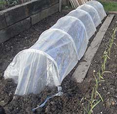 cloche for warming soil