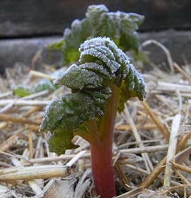 early rhubarb