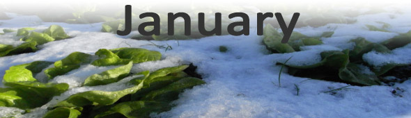 January in the vegetable garden