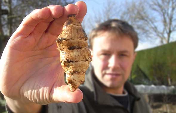 Jerusalem Artichokes