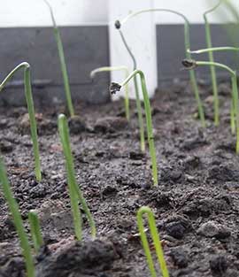 Leeks Germinating