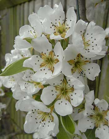 pear tree blossom