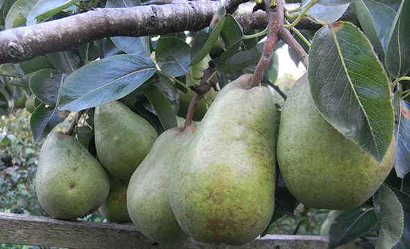 pears on tree