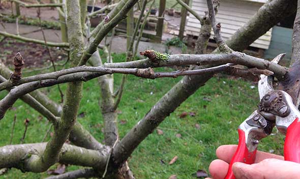 pruning apple tree