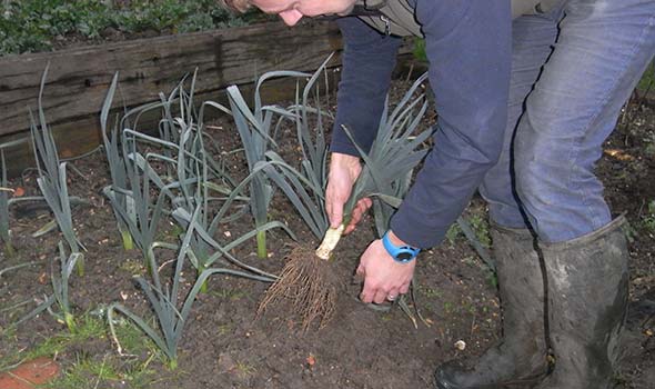 Harvesting leeks