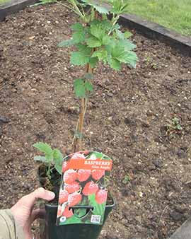 early rhubarb