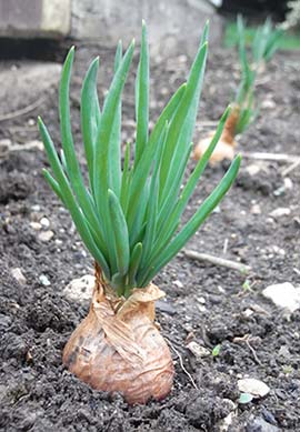 shallot in the garden