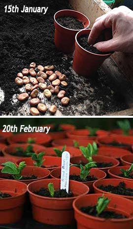 Broad bean plants germinating