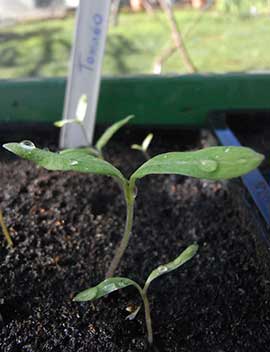 tomato seedlings