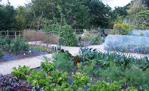 Garden Crop Rotation