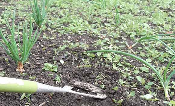 Weeding a Bed of Alliums