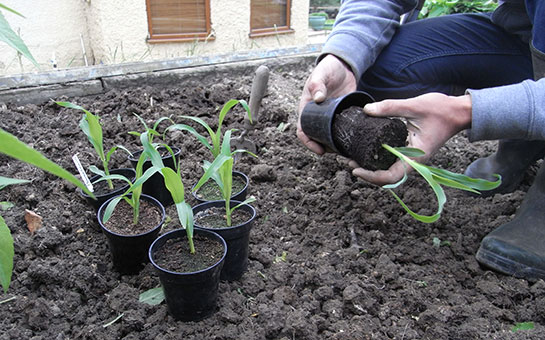 planting sweetcorn