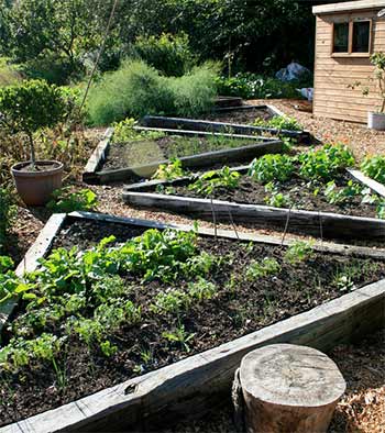 raised beds