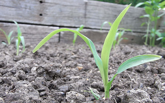 Sweetcorn Plant