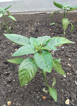 chilli plant