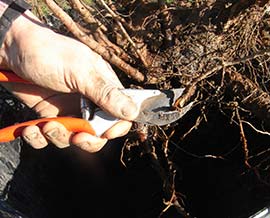 fruit tree trimming roots