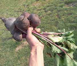 Beetroot