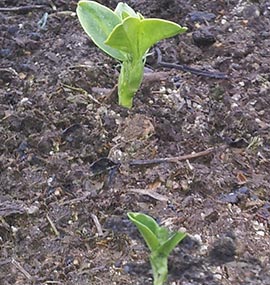 Broad Beans