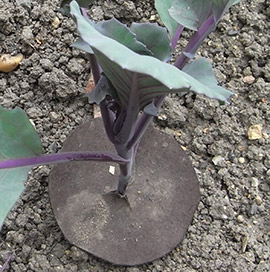 cabbage root fly collar