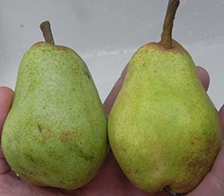 Comice pears ripe and unripe