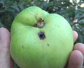 codling moth infected apple