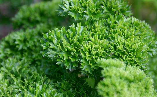 curley leaf parsley