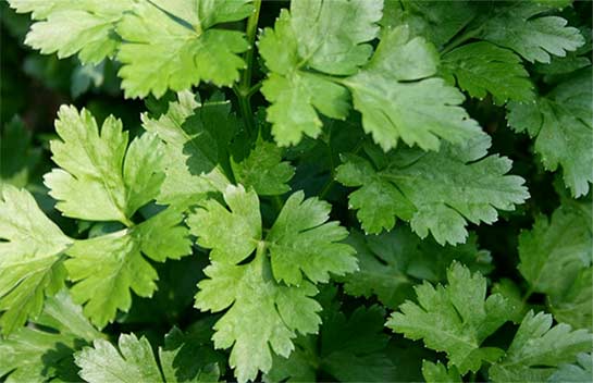 flat leaf parsley