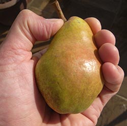 checking if a pear is ripe