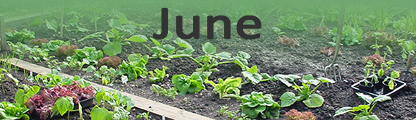 june in the vegetable garden