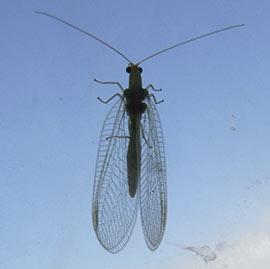 lacewing