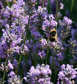 Lavender