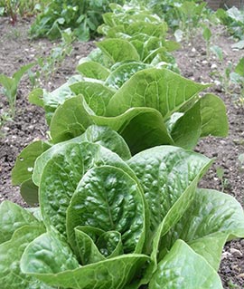 Lettuce in June