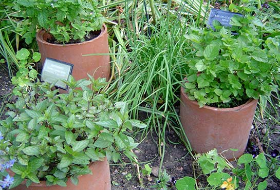 mint in chimney pots