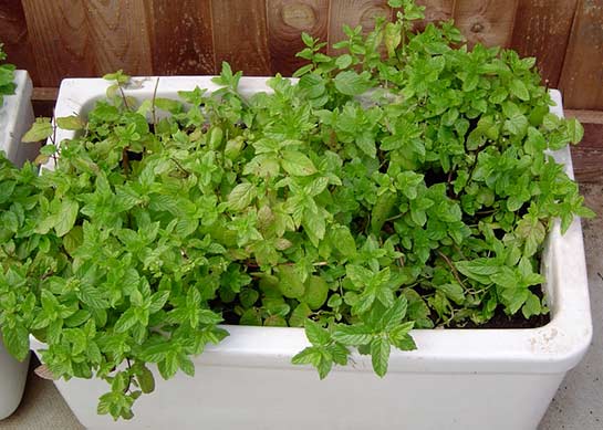 mint in an old sink