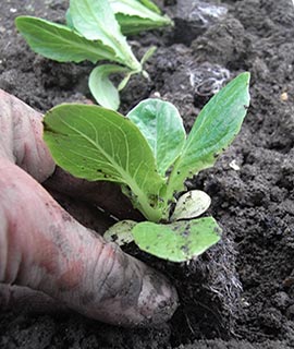 planting lettuce 