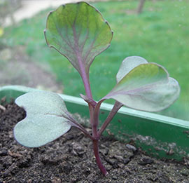 red cabbage