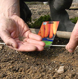 sowing carrot seed