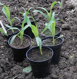 sweetcorn in pots