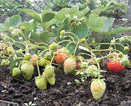 strawberries